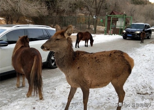 八达岭野生动物园，人与动物可以和谐共处！

