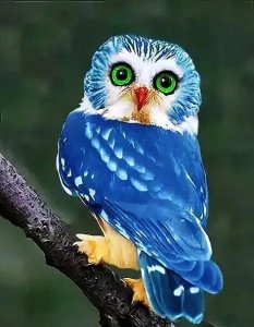 ​猫头鹰～面貌似猫的鸮形目鸟类