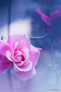 ​人生最美是淡然