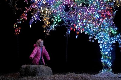 ​彩灯扮靓“魔法树”